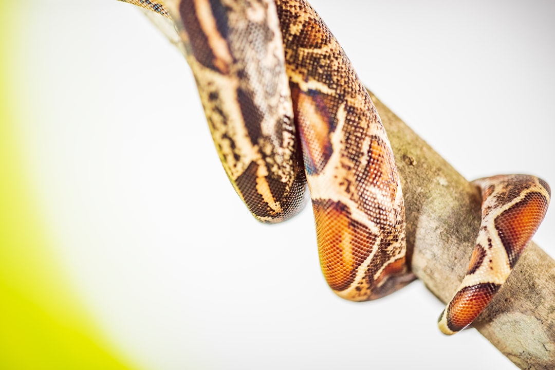 Learn Python in 2026: A Beginner's Guide