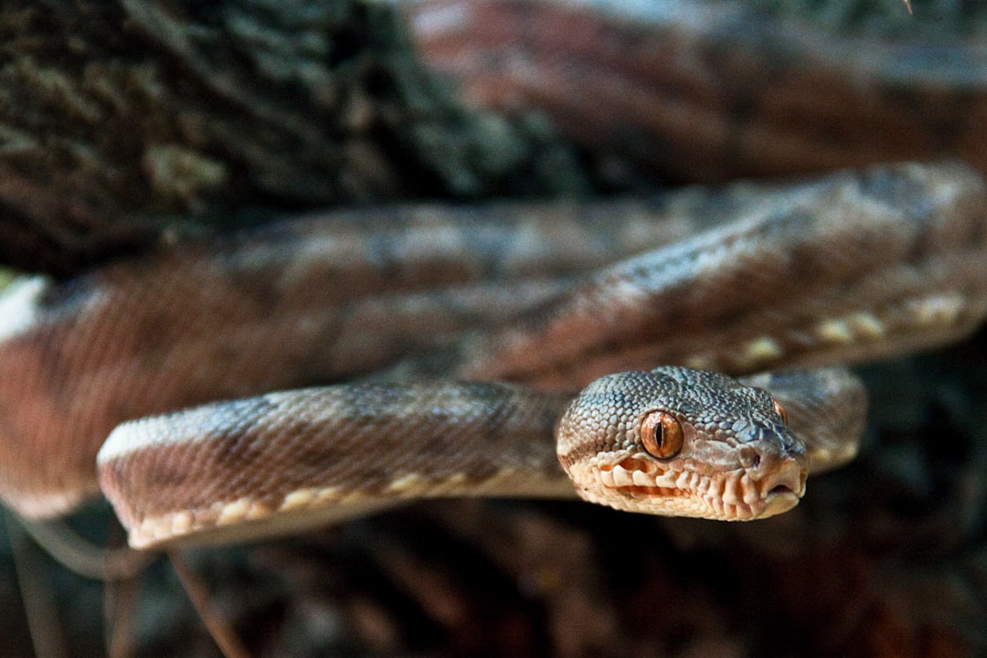 Learn Python in 2026: A Complete Beginner's Guide