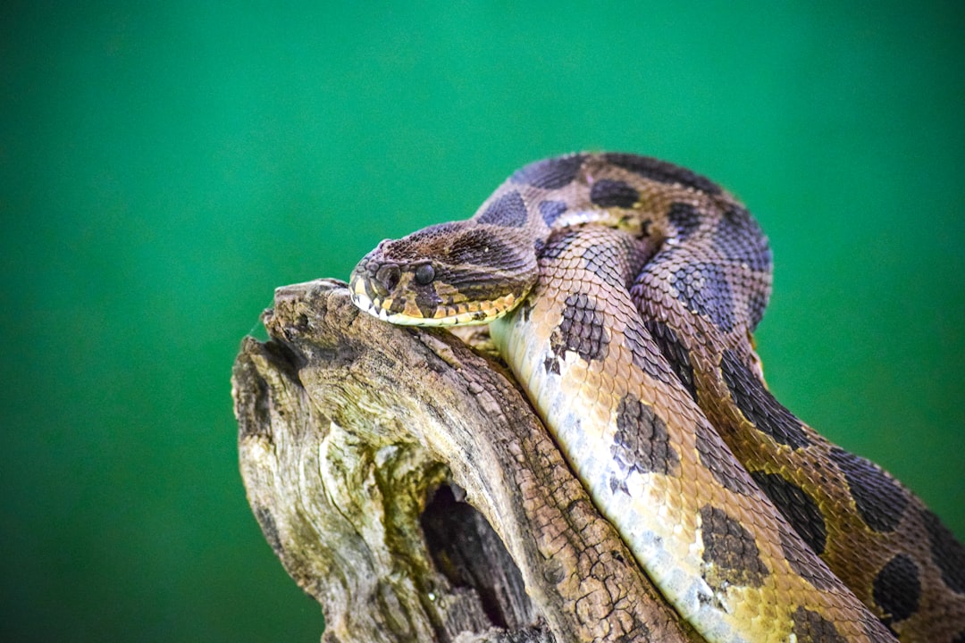 Master Python in 2026: A Complete Beginner's Guide